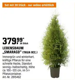 OBI Lebensbaum ,,smaragd Angebot