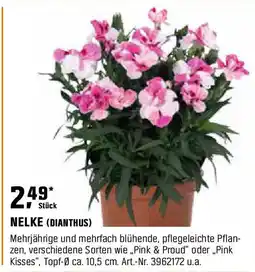 OBI Nelke (dianthus) Angebot