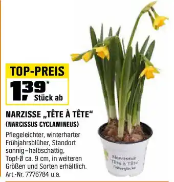 OBI Narzisse „tête à tête Angebot