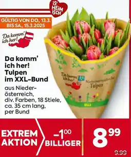 Billa Tulpen Angebot