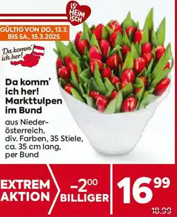 Billa Markttulpen Angebot