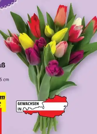 Lidl Tulpenstrauß Kunterbunt Angebot