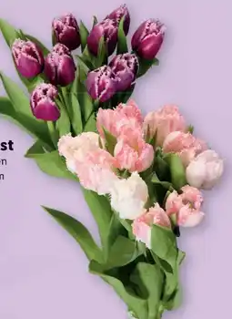 Lidl Tulpen Gefranst Angebot