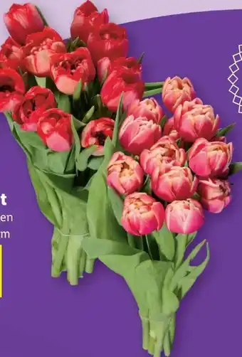 Lidl Tulpen Gefüllt Angebot