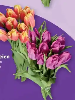 Lidl Tulpen Papageien Angebot