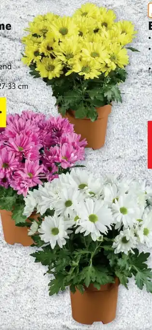 Lidl Chrysantheme Angebot