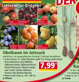 Norma Obstbaum im jutesack Angebot