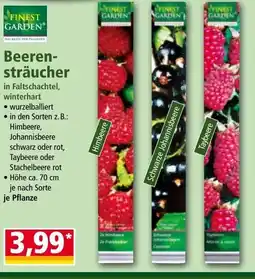 Norma Beeren- sträucher Angebot