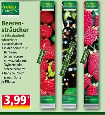 Norma Beeren- sträucher Angebot