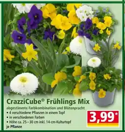 Norma Crazzicubeⓡ frühlings mix Angebot