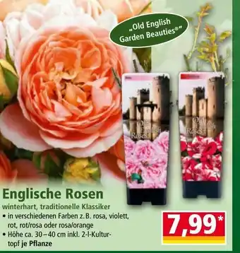 Norma Englische rosen Angebot