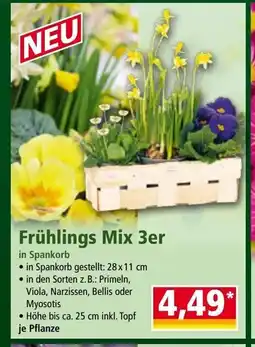 Norma Frühlings mix 3er Angebot