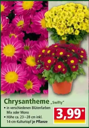 Norma Chrysantheme,swifty Angebot