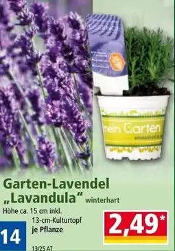 Norma Garten-lavendel ,,lavandula Angebot