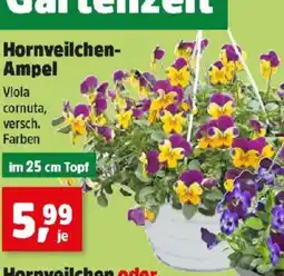 Thomas Philipps Hornveilchen- Ampel Angebot