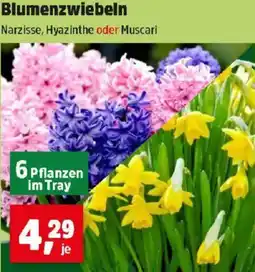 Thomas Philipps Blumenzwiebeln Angebot