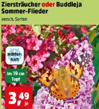 Thomas Philipps Ziersträucher oder Buddleja Sommer-Flieder Angebot