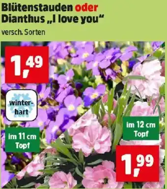 Thomas Philipps Blütenstauden oder Dianthus I love you Angebot