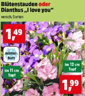 Thomas Philipps Blütenstauden oder Dianthus I love you Angebot