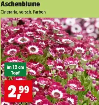 Thomas Philipps Aschenblume Angebot