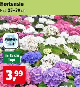 Thomas Philipps Hortensie Angebot