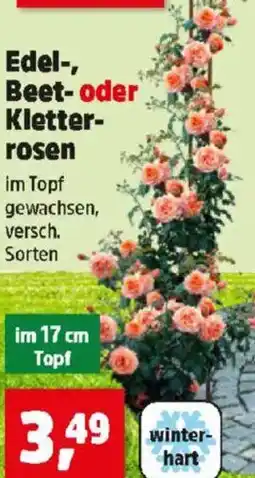 Thomas Philipps Edel-, Beet- oder Kletter- rosen Angebot