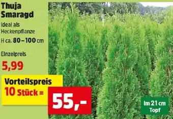 Thomas Philipps Thuja Smaragd Angebot