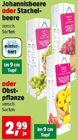 Thomas Philipps Johannisbeere oder Stachel- beere oder Obst- pflanze Angebot