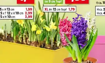 Thomas Philipps Blumenzwiebel- Mix Angebot