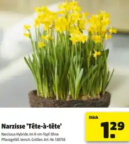 Liebmarkt Narzisse Tête-à-tête Angebot