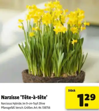 Liebmarkt Narzisse Tête-à-tête Angebot