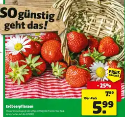 Liebmarkt Erdbeerpflanzen Angebot