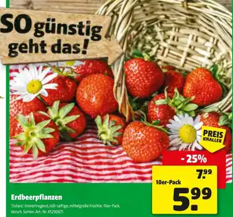 Liebmarkt Erdbeerpflanzen Angebot