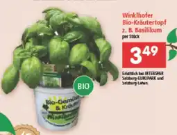 Interspar Bio-Kräutertopf Basilikum Angebot