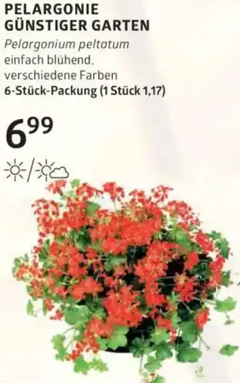 Bellaflora Günstiger garten Angebot