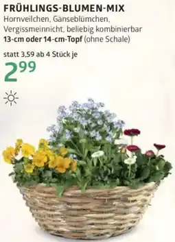 Bellaflora Frühlings-blumen-mix Angebot