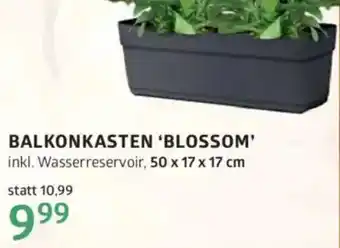 Bellaflora Balkonkasten 'blossom Angebot