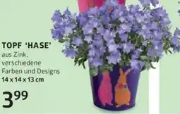 Bellaflora Topf hase Angebot