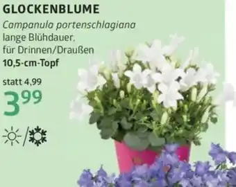 Bellaflora Glockenblume Angebot