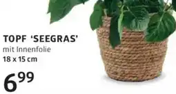 Bellaflora Topf seegras Angebot