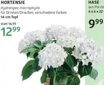 Bellaflora Hortensie Angebot