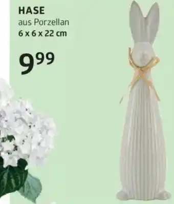 Bellaflora Hase Angebot