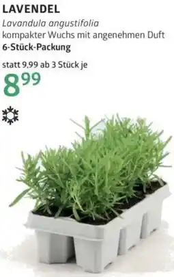 Bellaflora Lavendel Angebot