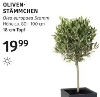 Bellaflora Oliven- stämmchen Angebot