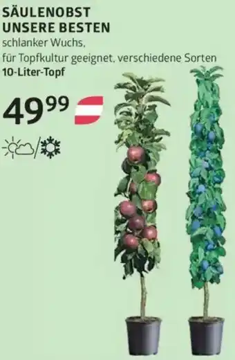 Bellaflora Säulenobst unsere besten Angebot