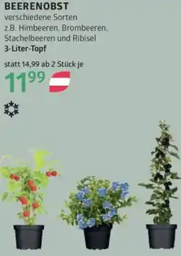 Bellaflora Beerenobst Angebot