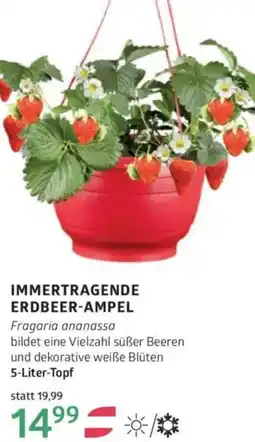 Bellaflora Immertragende erdbeer-ampel Angebot