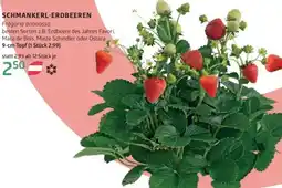 Bellaflora Schmankerl-erdbeeren Angebot