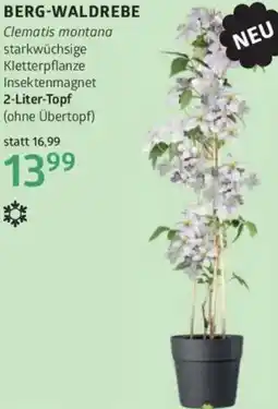 Bellaflora Berg-waldrebe Angebot