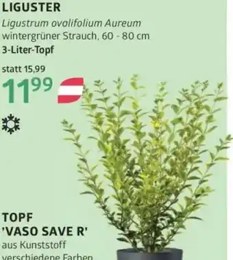 Bellaflora Liguster Angebot